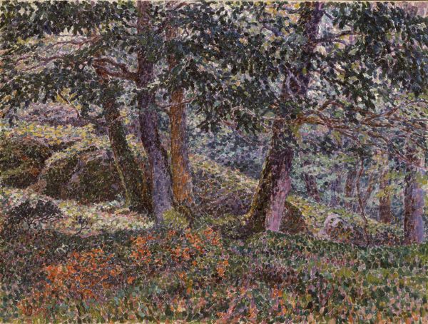 Oaks and Blueberry Bushes