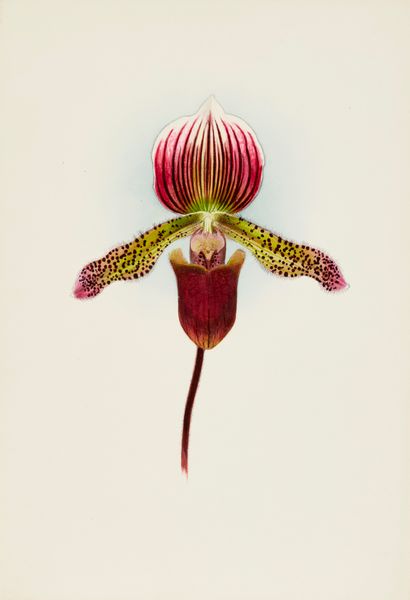 Orchid: Cypripedium Goweri Magnificum, Schofield's Variety