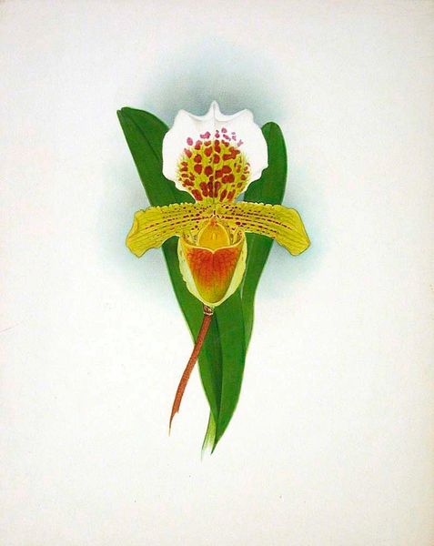 Orchid: Cypripedium Insigni