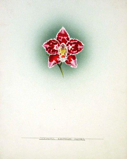 https://iiif.discovernewfields.org/iiif/3/58285-aead7b834eb0af4f