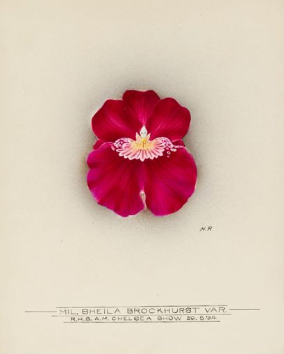 https://iiif.discovernewfields.org/iiif/3/58292-fadc0b7c91c1bd3f