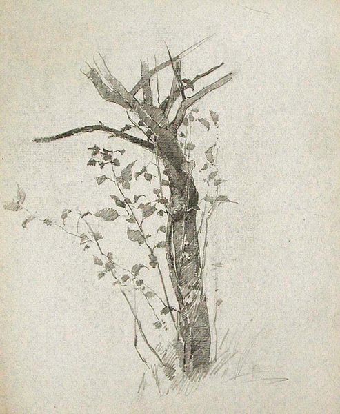 Landscape with Old Mill (recto), Tree and Vines (verso)