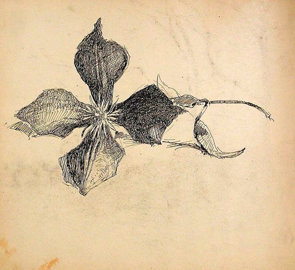 Flowering Vine (recto), Flower (verso)